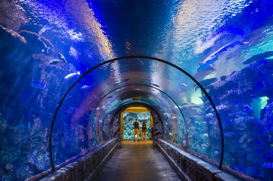 Shark Reef Aquarium At Mandalay Bay - partycasino